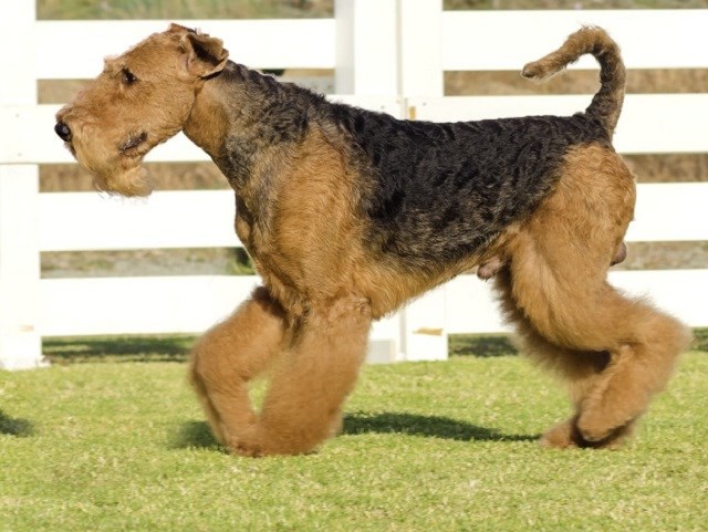 Airedale Terrier thumbnail